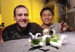 Die Forscher vor ihrem Prototypen: Daniel Goldman und Chen Li schicken den Testroboter über ein Feld von Mohnsamen