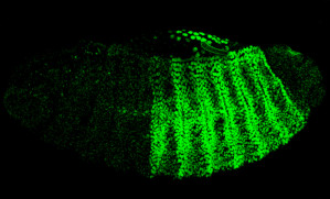 Drosophila-Embryo - mit Fluoreszenz-Färbung von Proteinen