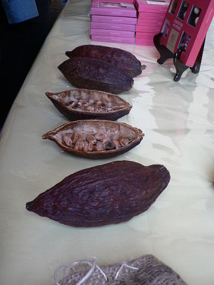 Kakao-Bohnen in frisch geöffneten Schoten