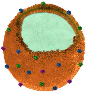 An diesem Nanoschwamm auf Milchsäurebasis docken im Blutkreislauf kleinere Giftmoleküle (blau) an und können so keine roten Blutkörperchen mehr befallen und zerstören.