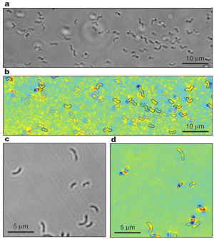 Optisches Bild lebender magnetotaktischer Bakterien in Lösung (a), gleichzeitig aufgenommenes Magnetbild mit darüber projiziertem optischen Bild (b); in (c) und (d) dasselbe Schema mit trockenen, toten Bakterien direkt auf der Oberfläche des Diamantsensors.