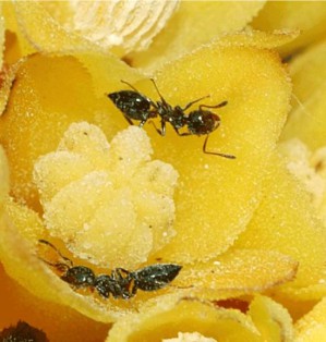 Nektar sammelnde Ameisen (Crematogaster auberti) in einer weiblichen Blüte von Cytinus hypocistis, dem Gelben Zistrosenwürger