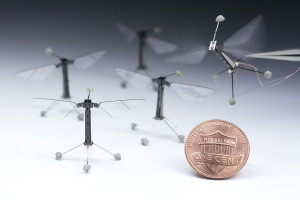 Schwarm der winzigen Roboterfliegen mit piezoelektrischem Antrieb