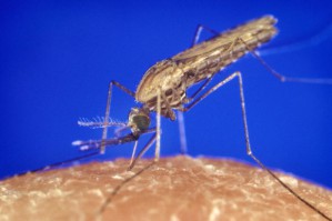 Malariamücke Anopheles gambiae bei der Blutmahlzeit