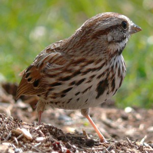 Die Singammer (Melospiza melodia) ist ein in Nordamerika verbreiteter Singvogel.