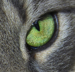 Katzen dienen dem Erreger Toxoplasma als Endwirt