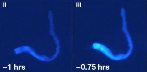Ein blaues Fluoreszenzleuchten breitet sich im Körper eines sterbenden Fadenwurms aus und macht absterbende Körperzellen sichtbar.