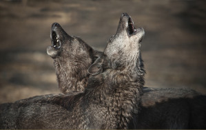 Wölfe heulen mehr, wenn ein ihnen nahe stehendes Rudelmitglied von der Gruppe getrennt ist. 