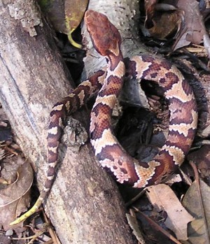 Ein besonders schnelles Erkennen von gefährlichen Schlangen wie der Wassermokassinotter (Agkistrodon piscivorus) bedeutet einen Überlebensvorteil für Primaten.