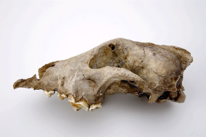 Der 36.000 Jahre alte Schädel aus der Höhle von Goyet gehört vermutlich eher einer Schwester-Gruppe der modernen Haushunde und Wölfe als einem direkten Vorfahren.