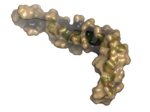 Molekülmodell des Beta-Amyloid-Peptids, eines Eiweißstoffs, der sich bei der Alzheimer-Krankheit im Gehirn ablagert und Nervenzellen abtötet