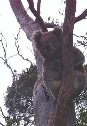 Koalamännchen können für ihre Körpergröße enorm tiefes Gebrüll von sich geben. 