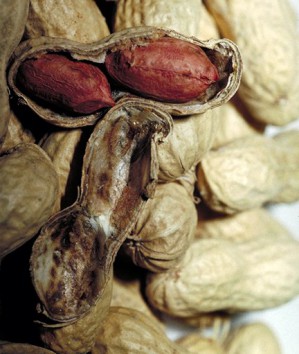 Erdnüsse haben ein großes allergisches Potenzial, sind aber für Schwangere unbedenklich.