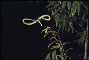 Schlange der Art Chrysopelea paradisi im Flug