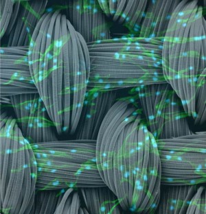 Künstlerische Darstellung von Stammzellen (grün) auf Fasern einer synthetischen Gerüstsubstanz (grau).