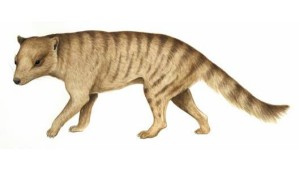 Künstlerische Darstellung von Nimbacinus dicksoni, der im mittleren Miozän lebte