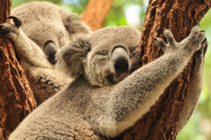 Koalas kuscheln mit Bäumen, um sich abzukühlen. 
