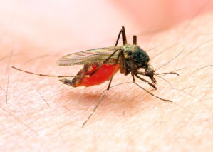 Stechmücken der Gattung Anopheles übertragen die Malaria-Erreger beim Blutsaugen.