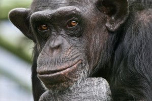 Auch bei Schimpansen ist die Intelligenz zu einem großen Teil angeboren.