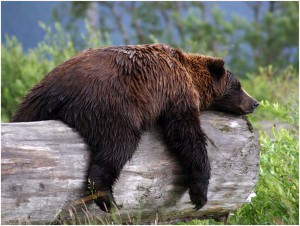 Der nordamerikanische Grizzlybär (Ursus arctos horribilis) hält etwa ein halbes Jahr Winterruhe.