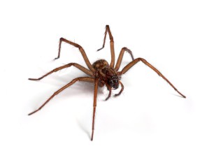 Die Große Winkelspinne (Tegenaria atrica) ist die größte heimische Spinnenart.