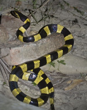 Giftnattern der Gattung Bungarus zählen zu den gefährlichsten Giftschlangen Nepals.