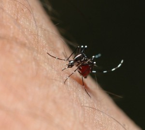 Die Gelbfiebermücke oder Ägyptische Tigermücke (Aedes aegypti) ist der Überträger von Gelbfieber und Denguefieber.