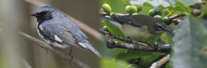 Die Männchen des Blaurücken-Waldsängers (Dendroica caerulescens) sind deutlich farbenprächtiger als die Weibchen.