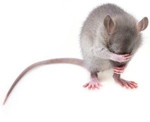 Infizierte Mäuse produzieren ein abstoßendes Pheromon.