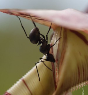 Ameise beim Nektarsammeln am Rand der Kannenfalle einer Nepenthes-Art.