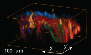 Dreidimensionaler Blick in ein lebendes Mäusehirn mit der neuartigen Methode für bewegte Fluoreszenz-Mikroskopie.
