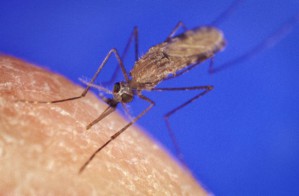 Anopheles gambiae zählt zu den wichtigsten Überträgern von Malaria.