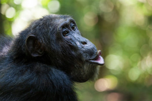 Schimpansen können die Struktur ihrer bedeutungsvollen Grunzlaute ändern. 
