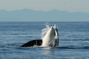 Orca beim Lachsfang
