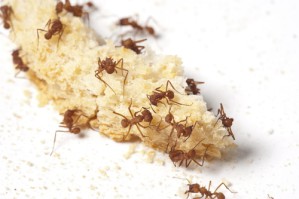 Ameisen nutzen das Angebot menschlicher Nahrungsreste in der Stadt.