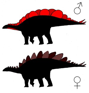 Die möglichen Silhouetten männlicher und weiblicher Exemplare der Art Stegosaurus mjosi 