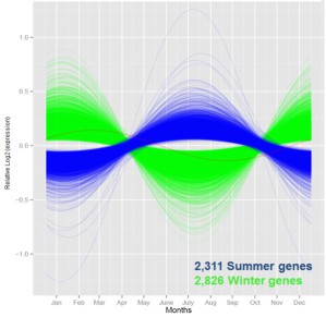 Gene mit jahreszeitlich schwankender Aktivität (im Sommer aktive Gene = blau, im Winter aktive Gene = grün)