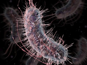 Mit Hilfe genetisch veränderter probiotischer E. coli-Bakterien lassen sich Lebertumoren durch einen Urintest nachweisen.