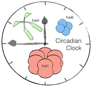 Eine auf drei Proteinen (KaiA, KaiB, KaiC) beruhende circadiane Uhr aus Cyanobakterien lässt sich in das Erbgut von E. coli einbauen.