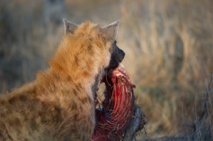 Ein extrem saurer Magensaft schützt Aasfresser wie Hyänen vor Infektionen.