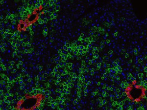 Durch rot und grün fluoreszierende Proteine lassen sich Leberstammzellen gentechnisch veränderter Mäuse im Mikroskop sichtbar machen.