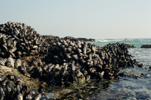 Muschelbank - Mit starken Adhäsionskräften halten sich die Muscheln selbst auf feuchtem Gestein unter Salzwasser fest. 
