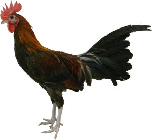 Das Bankivahuhn (Gallus gallus) ist die Stammform aller Haushühner.