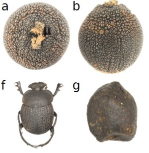 Der Blatthornkäfer Epirinus flagellatus (f) wird vom Geruch der Nussfrucht (a = Aufsicht, b = Seitenansicht) des Grases Ceratocaryum argenteum angelockt, die einem Kotballen (g) von Antilopen ähnelt.