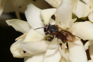 Eine brasilianische Biene der Art Scaptotrigona depilis beim Blütenbesuch. Cristiano Menezes