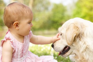 Früher Kontakt zum Hund könnte das Immunsystem stimulieren und so das Asthmarisiko senken.