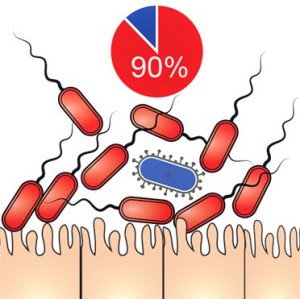 Ein geringer Anteil entzündungsdämpfender Darmkeime (blau) kann die entzündungsfördernde Wirkung anderer, in Überzahl vorhandener Bakterien (rot) blockieren.