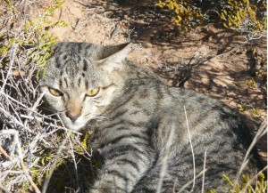 Verwilderte Hauskatze aus dem australischen Outback
