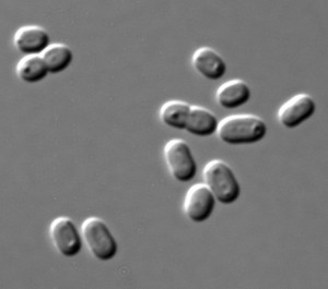 Cyanobakterien der Gattung Synechococcus kommen in Süß- und Salzwasser vor.