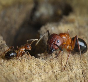 In den Kolonien der Camponotus floridanus-Ameisen unterscheiden sich die kleinen Arbeiterinnen (links) deutlich von den großen Soldatinnen (rechts).